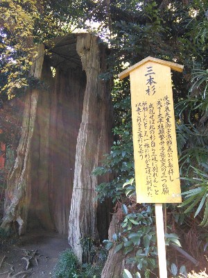 香取神宮　三本杉